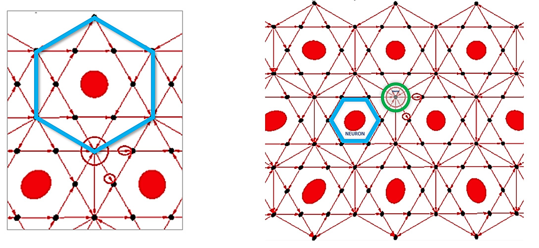 Evolutia fractalica 